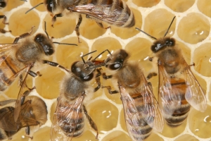 Trophallaxis auf einer Honigwabe